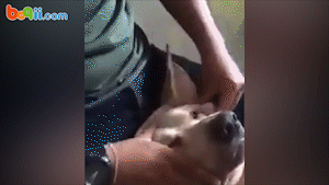 正宗泰式按摩,老板舒服吗?